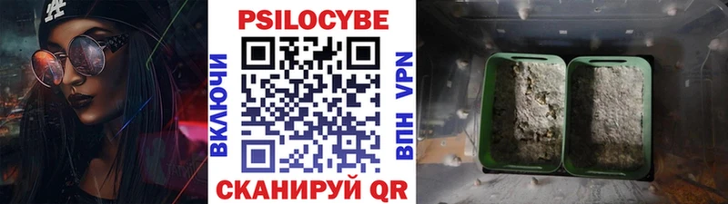 Купить  Отрадный  Псилоцибиновые грибы мицелий 